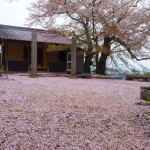 島の桜